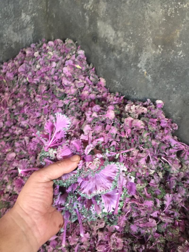 紫羽衣甘蓝牡丹叶紫甘兰