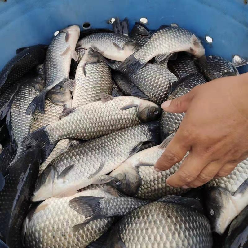[鲫鱼]大量上市全国批一手货源各种规格品质上乘欢迎电询