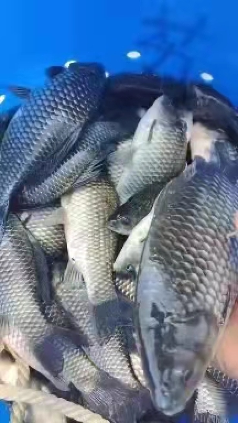 [鲫鱼]大量上市全国批一手货源各种规格品质上乘欢迎电询