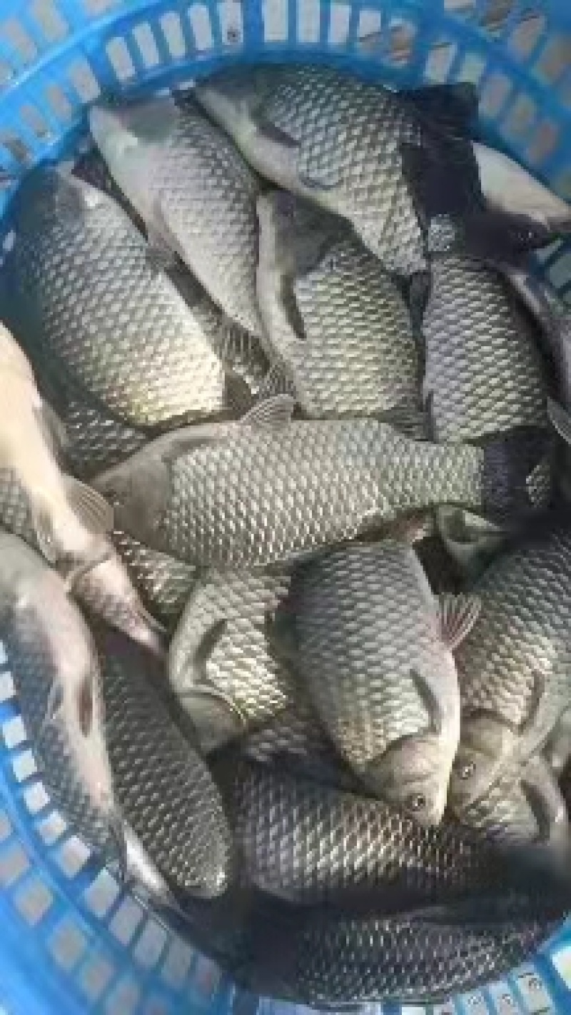 [鲫鱼]大量上市全国批一手货源各种规格品质上乘欢迎电询