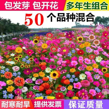 多年生野花组合种子四季种易活庭院开花不断