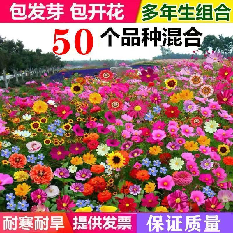 多年生野花组合种子四季种易活庭院开花不断