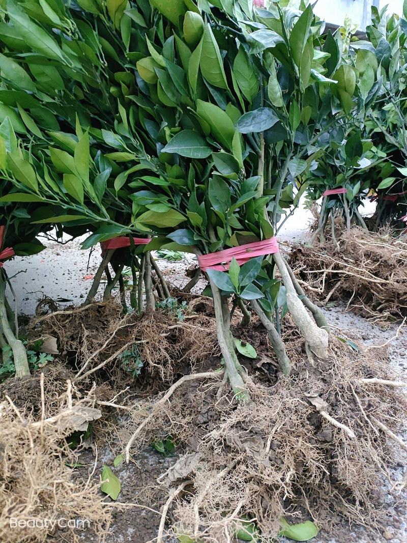 纽荷尔两年移栽苗