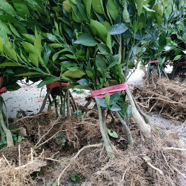 纽荷尔两年移栽苗