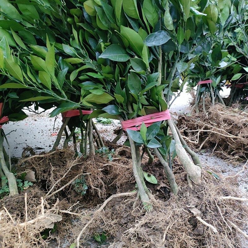 纽荷尔两年移栽苗