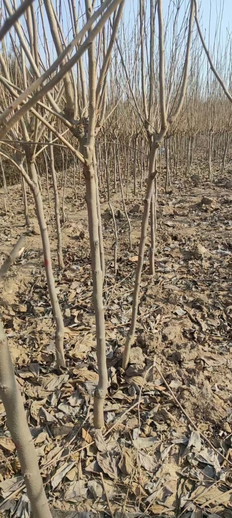 3公分精品柿子树