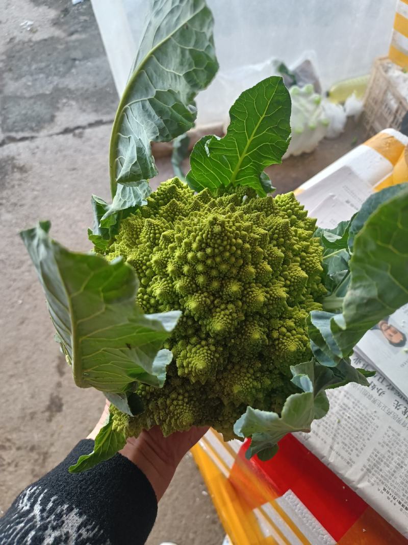 宝塔菜宝塔花佛头菜