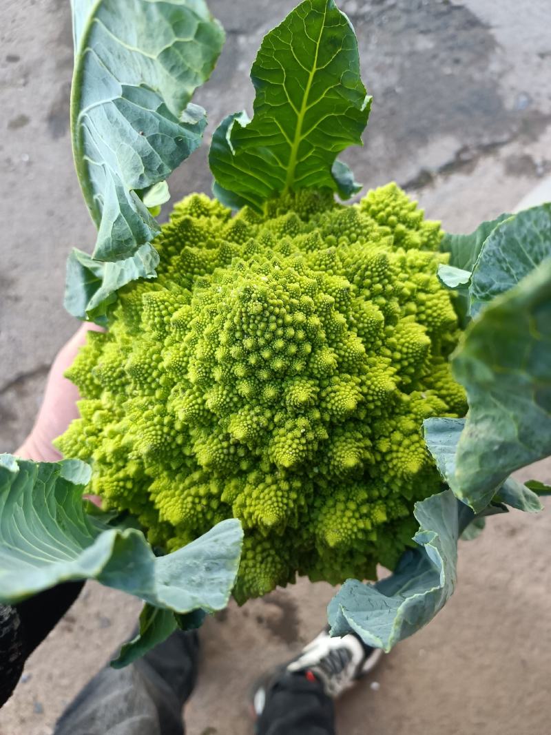 宝塔菜宝塔花佛头菜