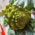 宝塔菜宝塔花佛头菜