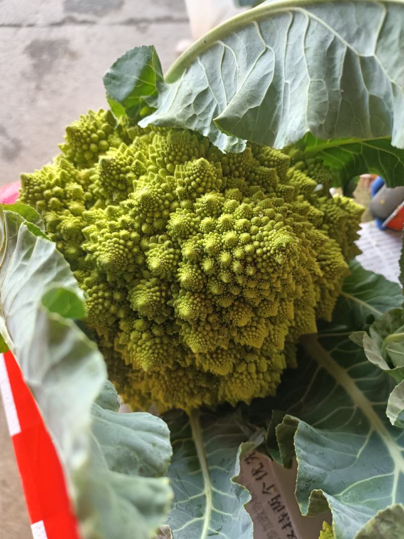 宝塔菜宝塔花佛头菜