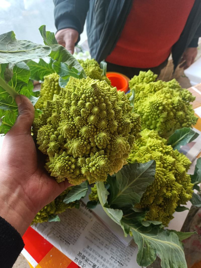 宝塔菜宝塔花佛头菜
