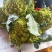 宝塔菜宝塔花佛头菜