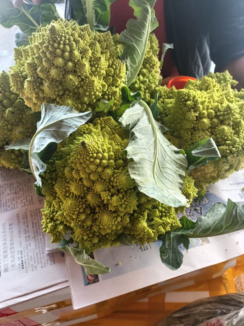 宝塔菜宝塔花佛头菜