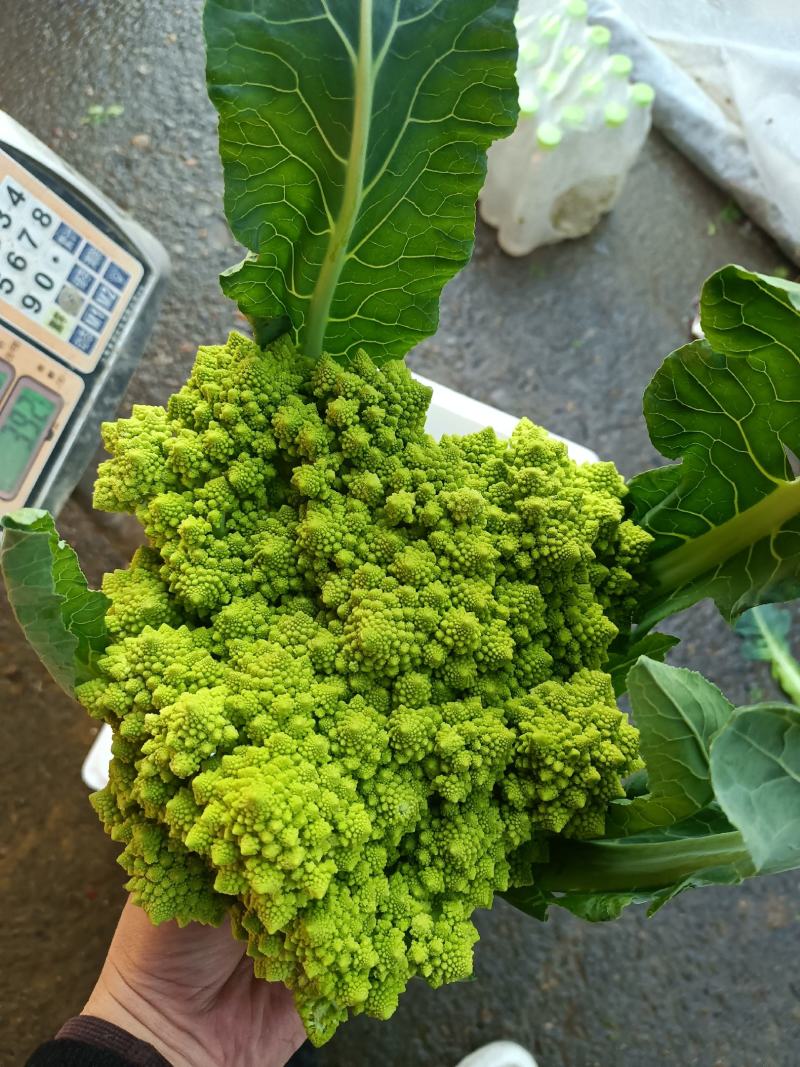 宝塔菜宝塔花佛头菜