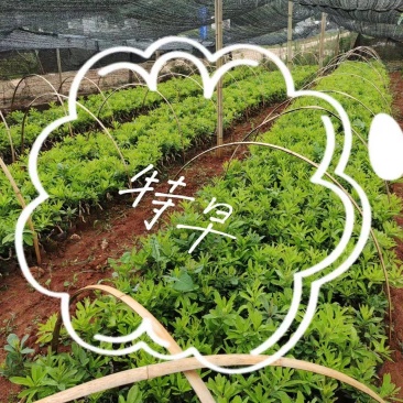 特早杨梅苗质量好有保证死苗补发技术指导专业