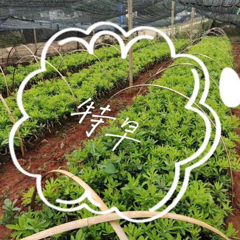特早杨梅苗质量好有保证死苗补发技术指导专业