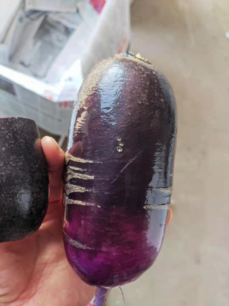 冰激凌萝卜网红萝卜