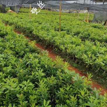 出售硬丝东魁梅荸荠梅台梅硬丝等杨梅苗量大从优