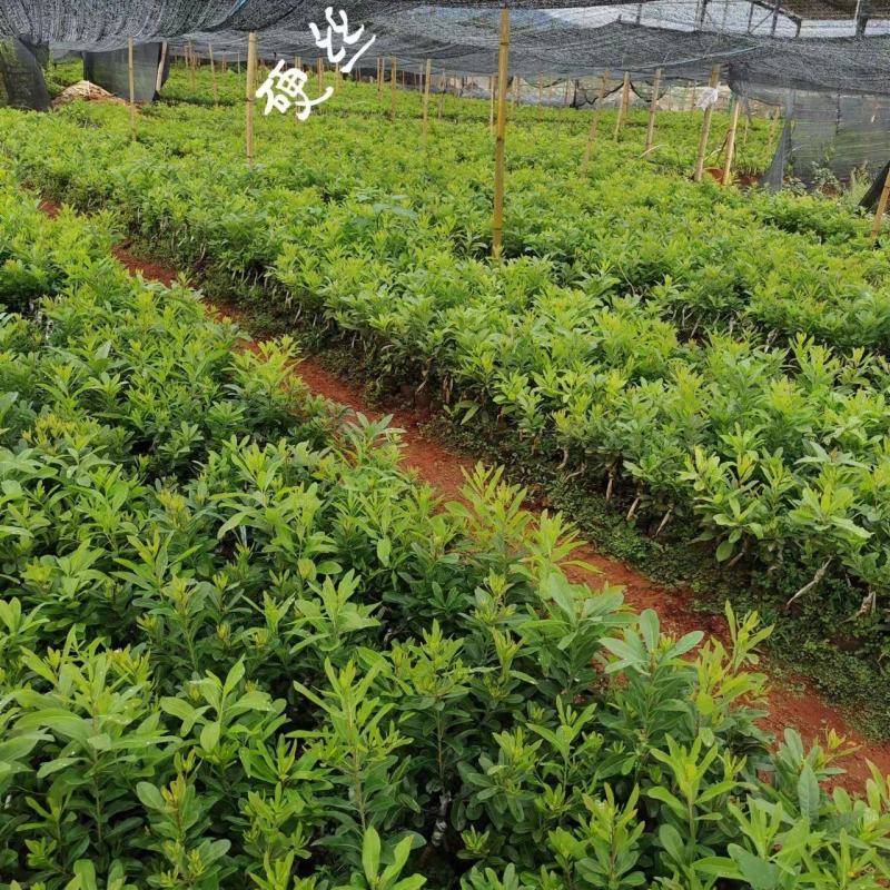 出售硬丝东魁梅荸荠梅台梅硬丝等杨梅苗量大从优