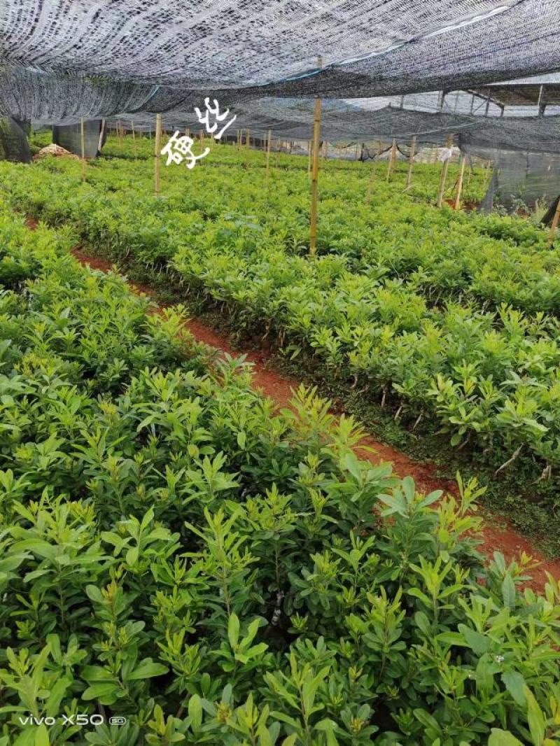 出售硬丝东魁梅荸荠梅台梅硬丝等杨梅苗量大从优