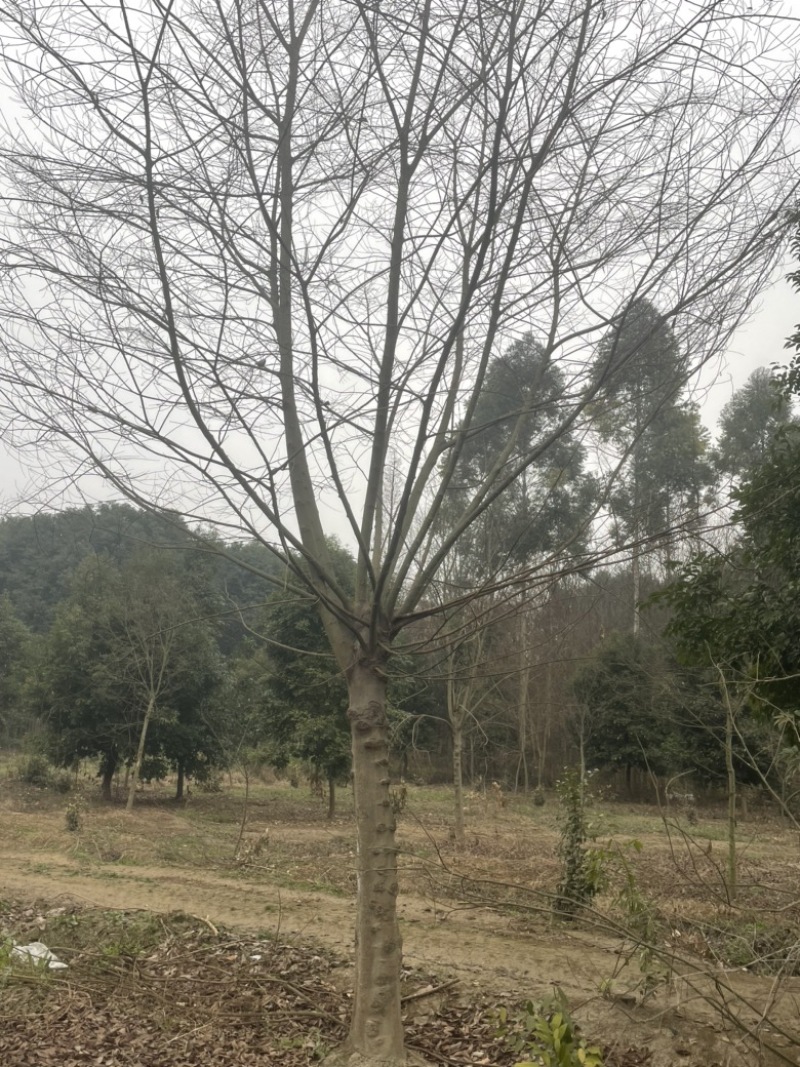 朴树