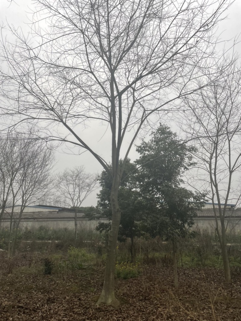 朴树