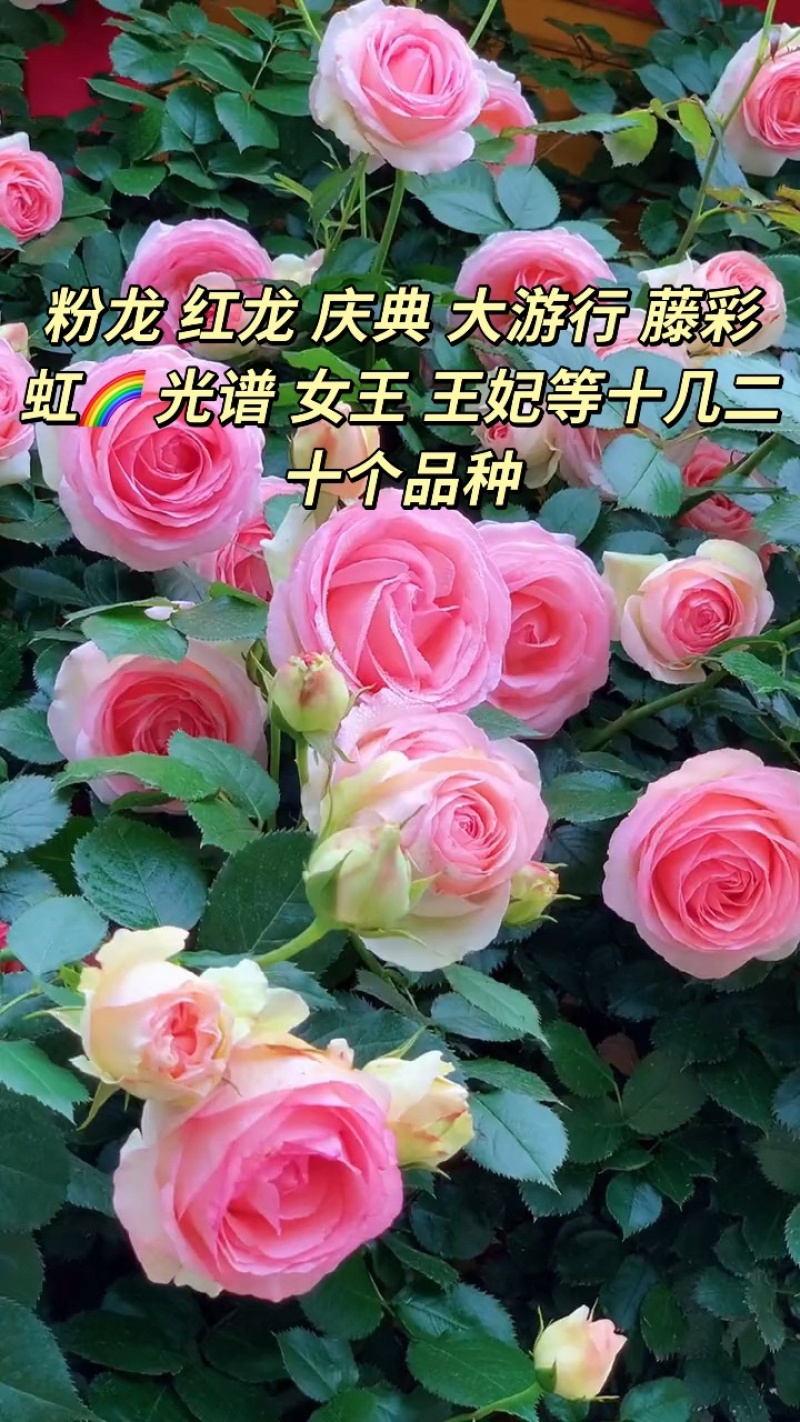 爬藤月季藤本月季红龙粉龙庆典藤彩虹光谱女王