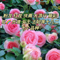 爬藤月季藤本月季红龙粉龙庆典藤彩虹光谱女王
