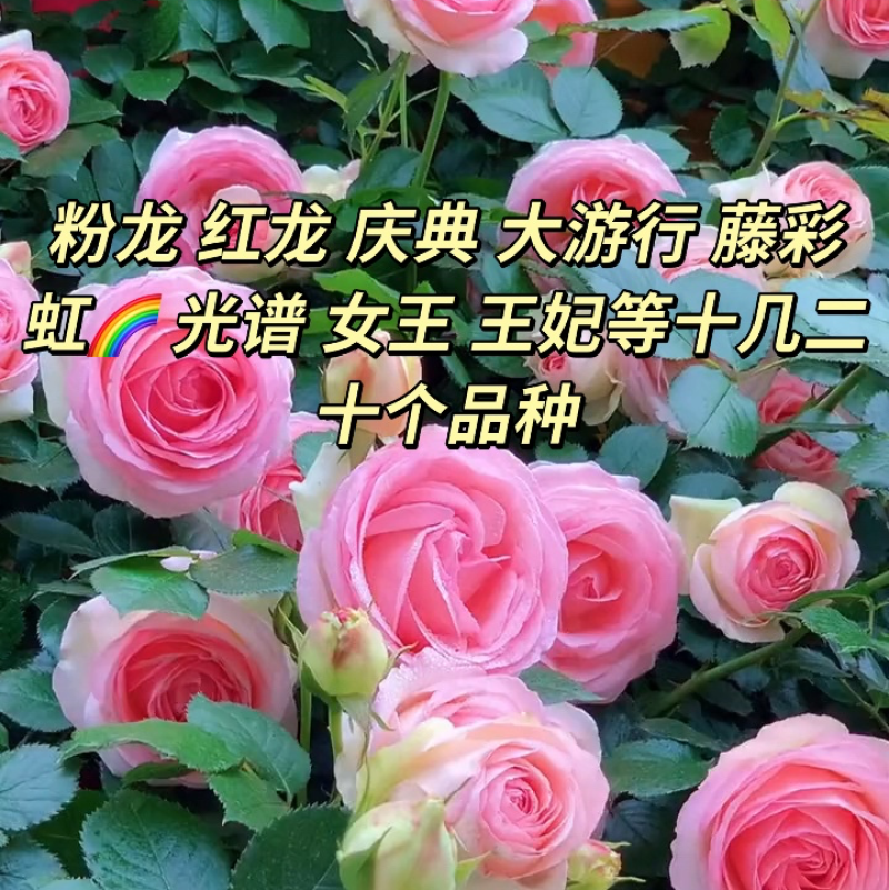 爬藤月季藤本月季红龙粉龙庆典藤彩虹光谱女王