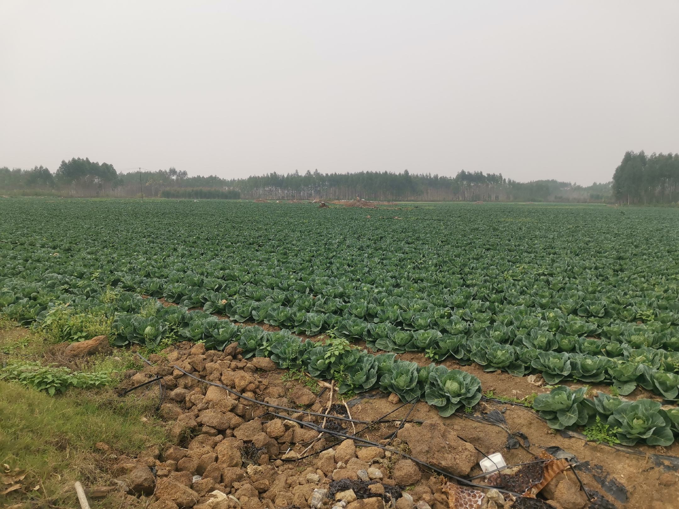 深绿羽衣甘蓝田间种植图