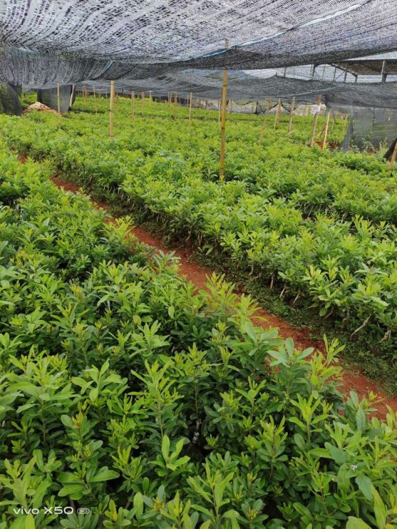特早杨梅苗质量好有保证死苗补发技术指导专业