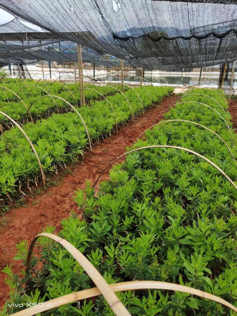 特早杨梅苗质量好有保证死苗补发技术指导专业