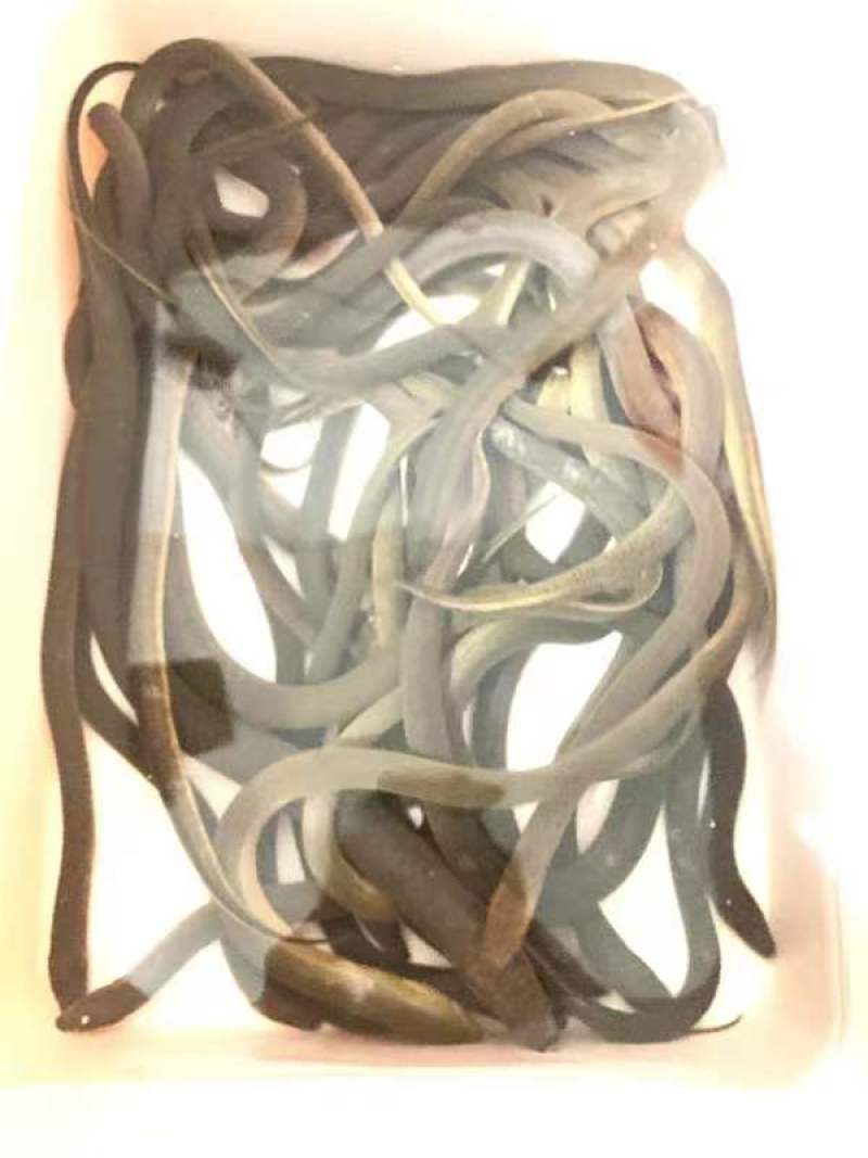 【荐】黄鳝广东黄鳝大量供应全国发货量大从优