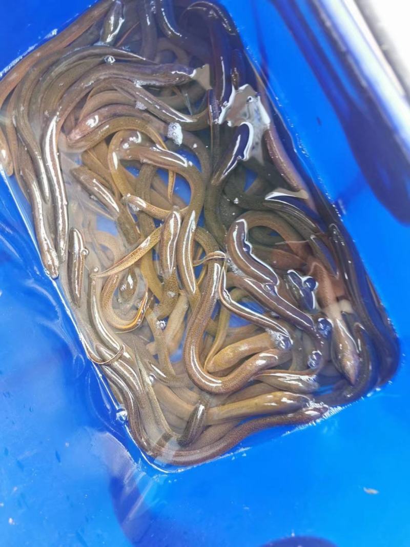 【荐】黄鳝广东黄鳝大量供应全国发货量大从优