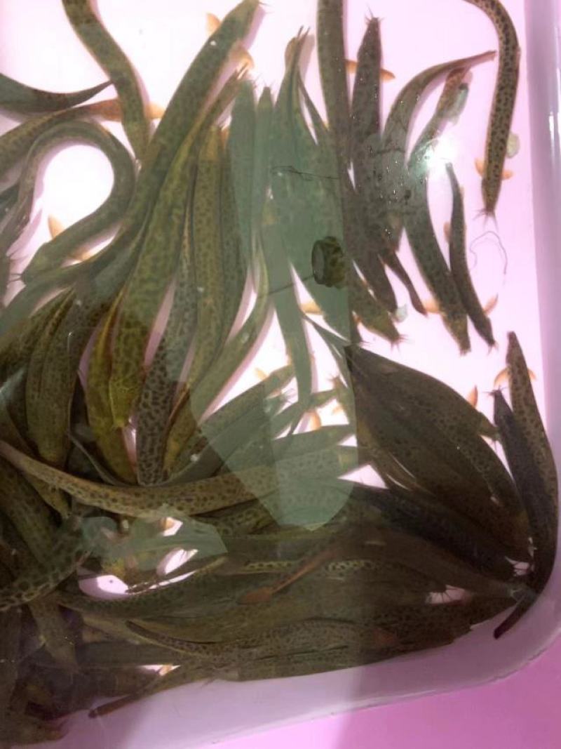 【荐】黄鳝广东黄鳝大量供应全国发货量大从优
