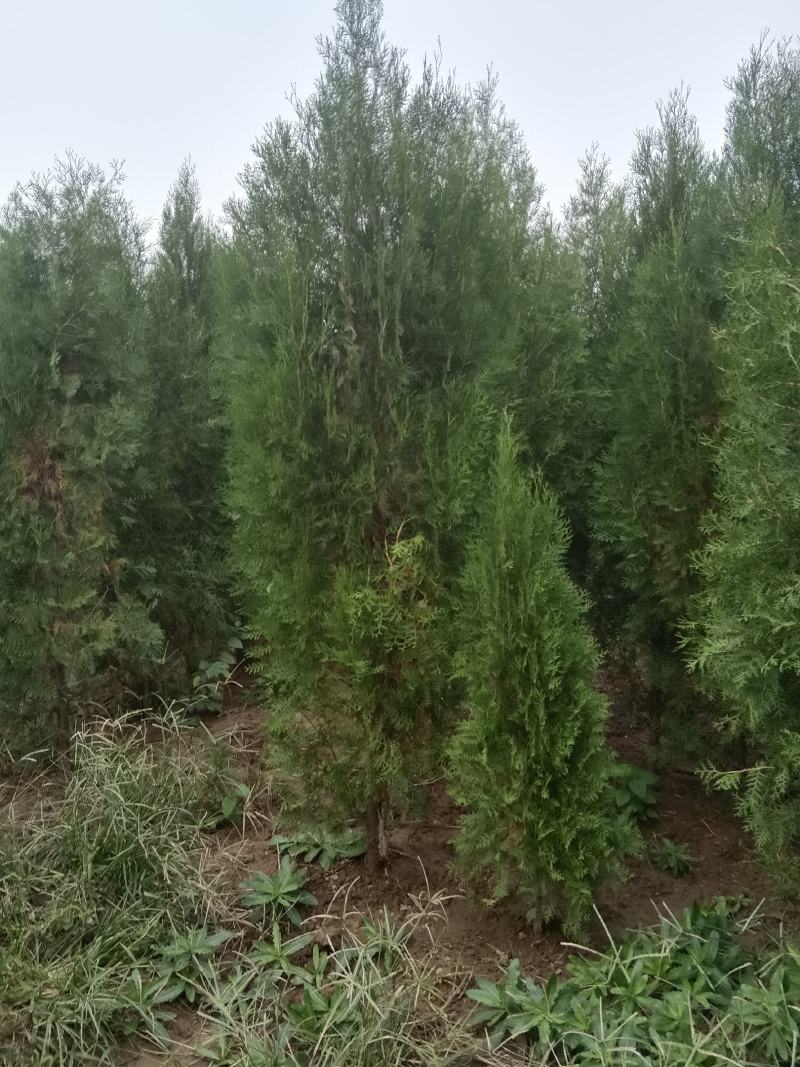 侧柏3米