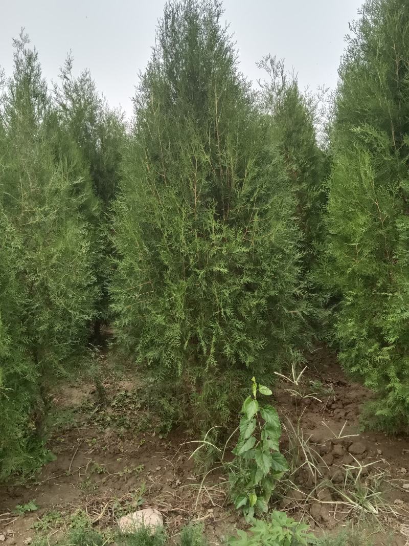 侧柏3米