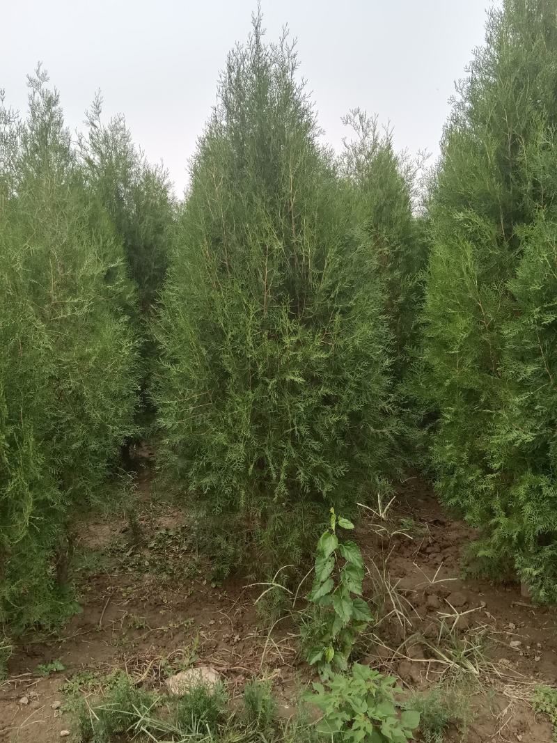 侧柏3米