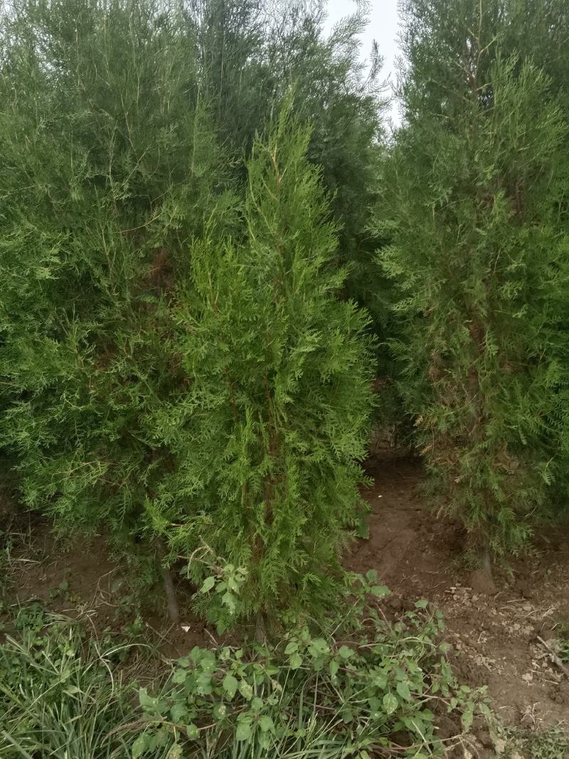 侧柏3米