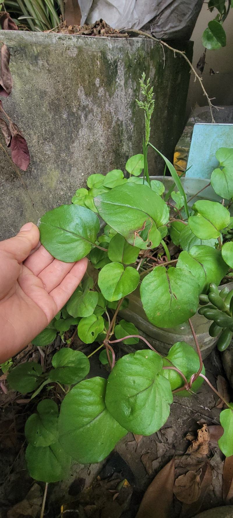 【正品大叶金钱草】产地直销【正品保证】【量大从优】
