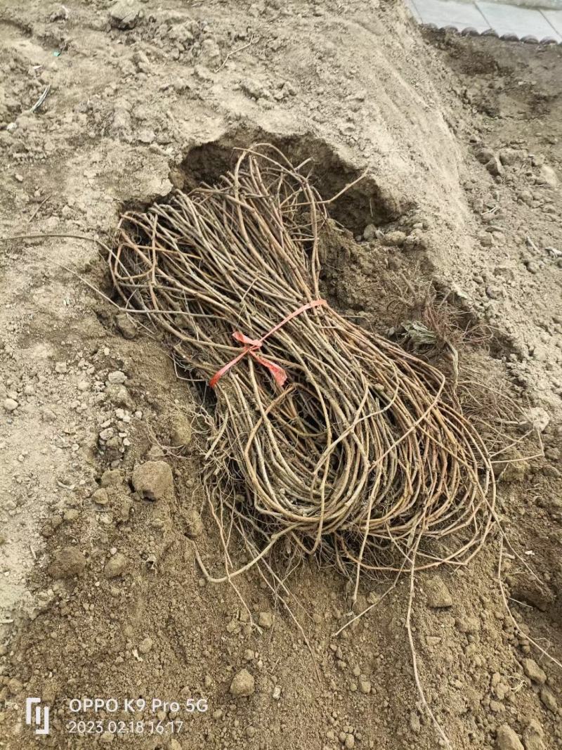 爬山虎五叶地锦地锦三叶地锦