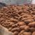 山东红薯产地一手货源充足济薯26大量现货供应中随到随装