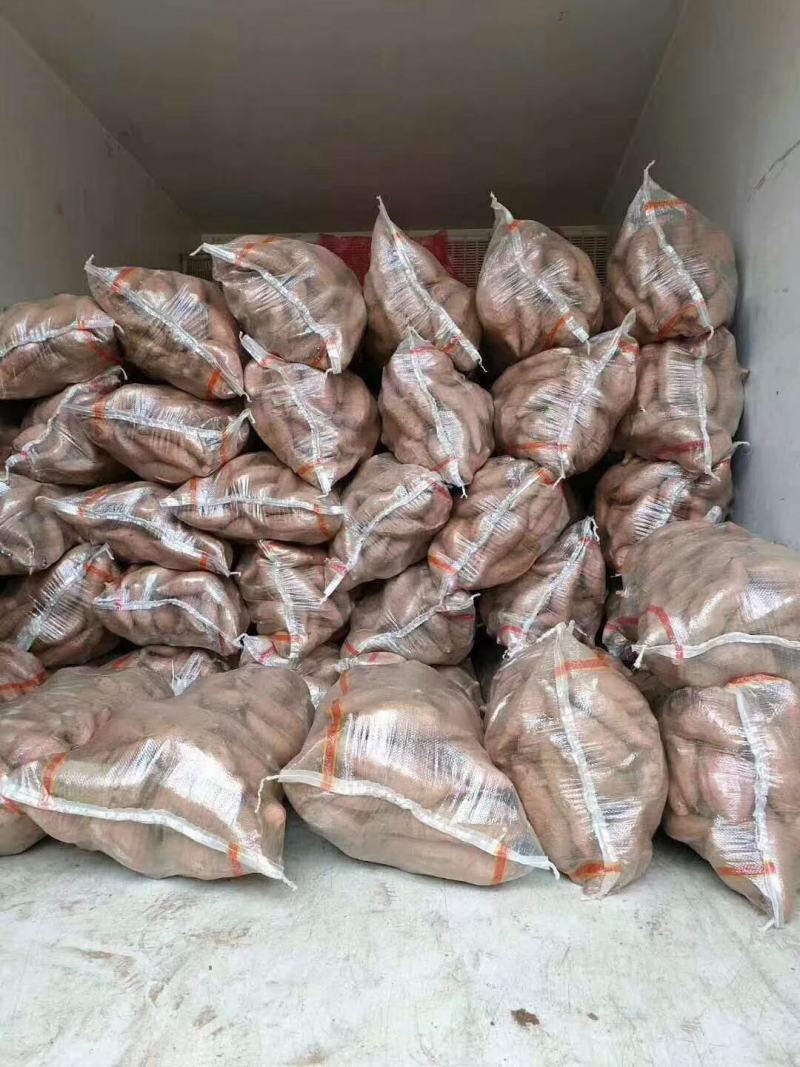 山东红薯产地一手货源充足济薯26大量现货供应中随到随装