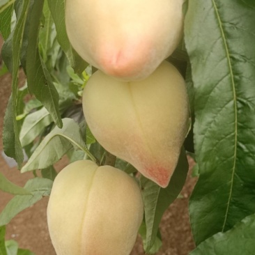 温室大棚毛桃