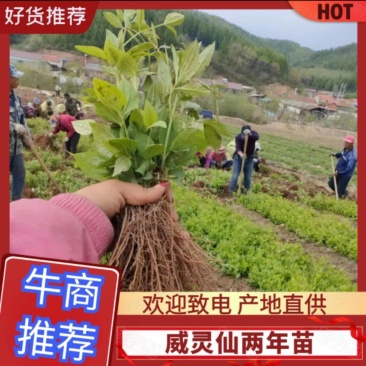 威灵仙大苗，山辣成活率特别高，当年可打籽，根系非常发达，