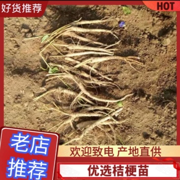桔梗鲜货，桔梗苗子，桔梗种子，桔梗大片，斜片，个子