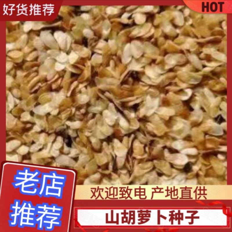 高产直条品种山地瓜种子，山胡萝卜种子，产量高。直条多。