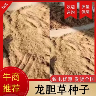 自产自销的龙胆草种子成熟度好，出芽率高，品质优良，产量好