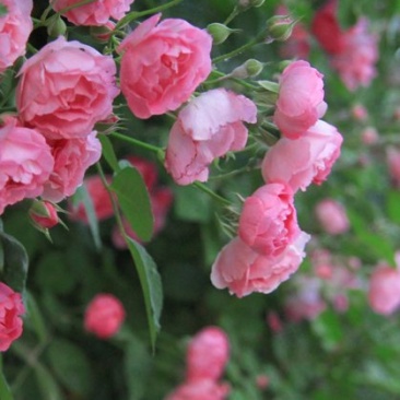 藤本月季/爬藤月季/蔷薇花苗/四季开花/庭院阳台