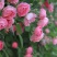 藤本月季/爬藤月季/蔷薇花苗/四季开花/庭院阳台
